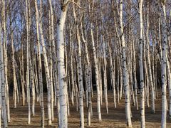 -长春市南湖公园