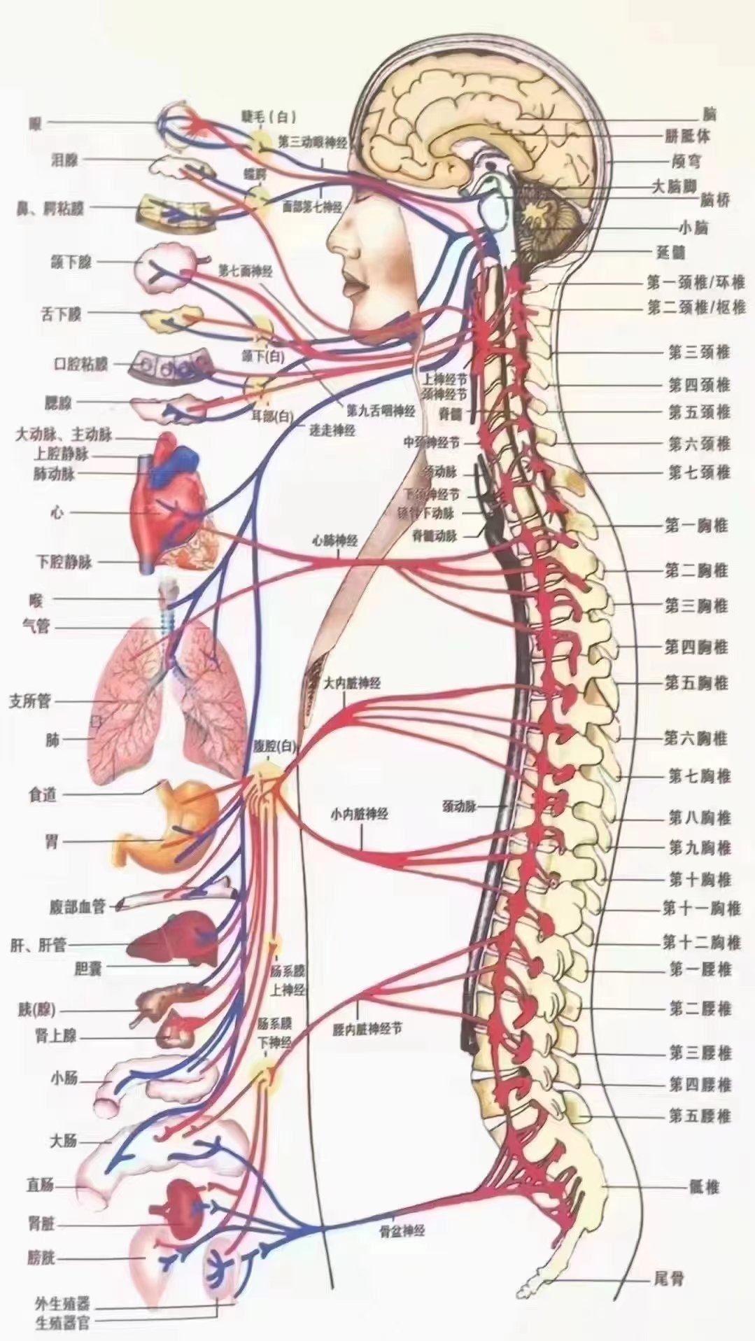 脊柱对应的器官图片