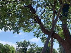 -春花秋色城市公园