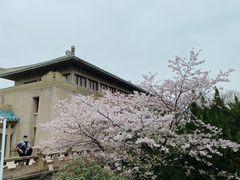 -武汉大学-樱园