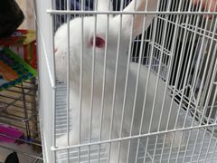 -万商花鸟市场