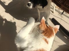 -平行世界·猫咖(首经贸店)