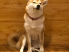 -柴务处·柴犬主题狗咖