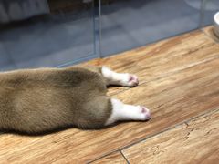 -狗道宠物(常熟印象城店)