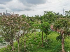 -王借岗森林公园