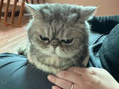 -楼上猫咖(罗湖店)