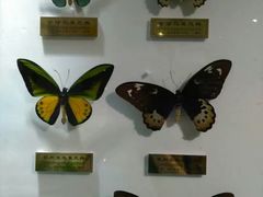 -上海昆虫博物馆