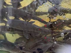 -楚鱼王·河鲜·湖北菜(华农店)