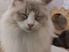 -猫房·猫吧·猫咖(龙湖时代汇店)