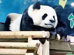 -栾川竹海野生动物园