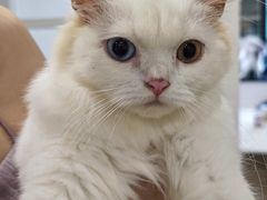 -楼上猫咖(罗湖店)