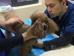 -芭比堂宠物医院·全科爱猫医院·仁德分院