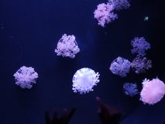 -欢乐海岸海洋奇梦馆