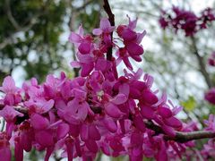 -昆山城市生态森林公园