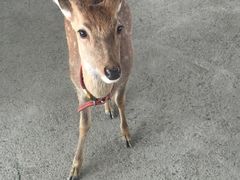 -鹿境梅花鹿生态园区