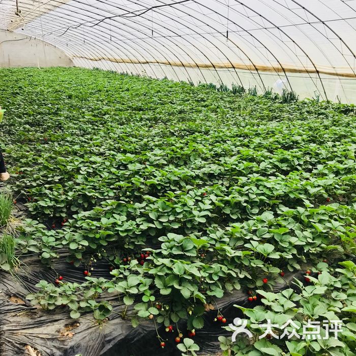 双欣草莓采摘园图片-北京采摘/农家乐-大众点评网