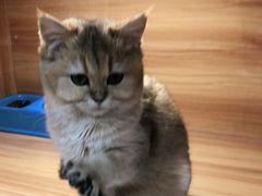 -猫十亿·布偶金渐层·曼基康矮脚猫舍(青年路店)