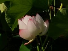 -莲湖公园