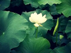 -三圣花乡旅游区