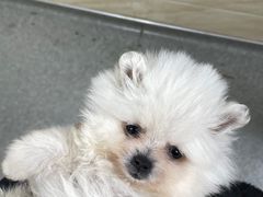 -安安宠医·安宠宠物医院