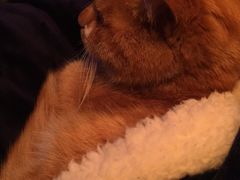 -Sirena海妖日咖夜酒