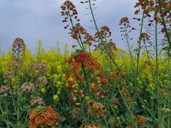 -中国天府农业博览园