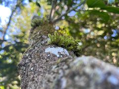 -野象谷景区