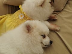 -怪兽屋·羊驼·猫咖·狗咖(俊华广场店)