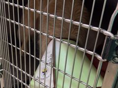 -动物缘宠物医院·骨科·猫科(西二环店)