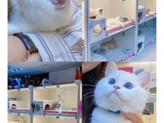 -lincat·猫舍(广州店)