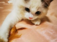 -lincat·猫舍(广州店)