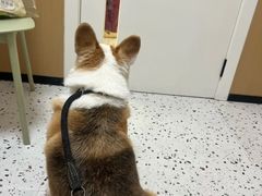 -瑞派康怡24h宠物医院·犬猫医疗中心·微创绝育(瑞景分院)
