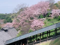 -奈良公园