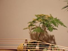 -六艺琴馆钢琴·古筝·古琴·琵琶