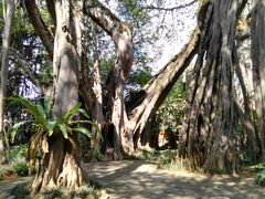 -瑞丽独树成林风景区