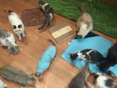-猫色咖啡·猫咖