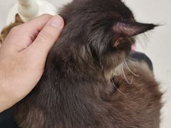 -共舞时光猫咖·狗咖(新街口店)