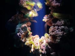 -悉尼海洋生物水族馆