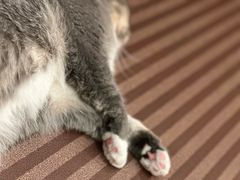 -MOCHA明星猫咖(田子坊店)