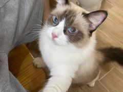 -李小姐の猫咖啡馆(五角场店)