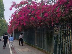 -东莞植物园