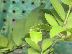 -上海大自然野生昆虫馆