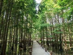 -桤木河湿地公园