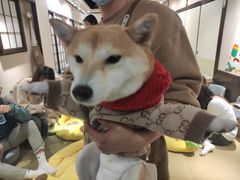 -逗柴咖啡屋·狗咖猫咖宠物桌游