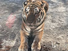 -上海野生动物园老虎餐厅