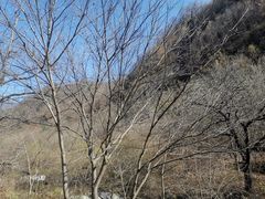 -牛背梁国家森林公园