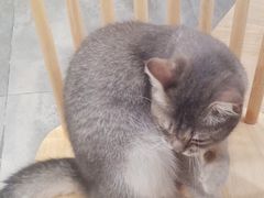 -楼上猫咖(罗湖店)