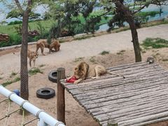 -西霞口神雕山野生动物世界