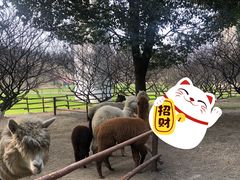 -秀丽东方