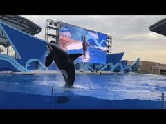 -上海海昌海洋公园